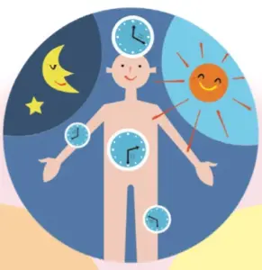 太陽と夜のリズムで体内時計と自律神経が整うイラスト