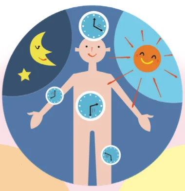 太陽と夜のリズムで体内時計と自律神経が整うイラスト