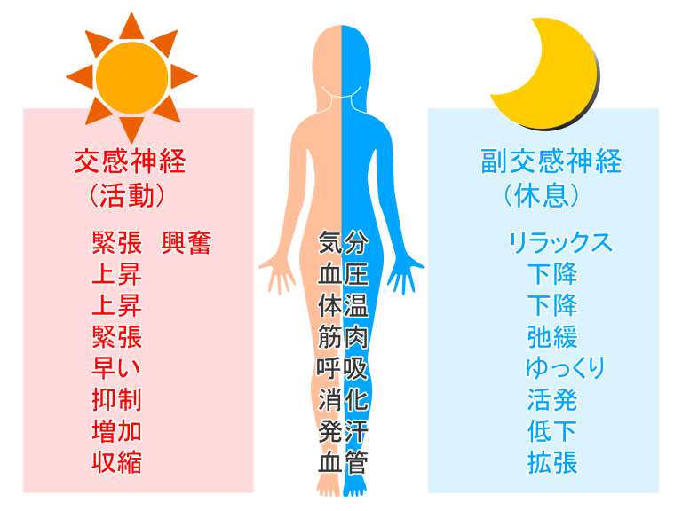 鍼灸施術によって自律神経と血流を整えるイメージ